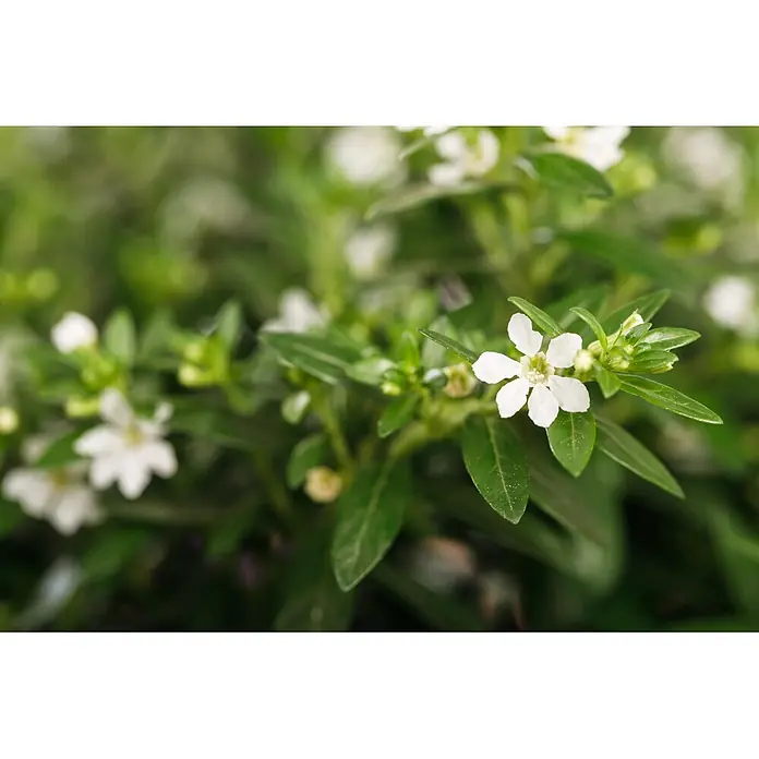Piardino Köcherblume - Cuphea hyssopifolia, Topfgröße: 10 cm, Rosa, Weiß, Lila - Eine kleine weiße Blüte mit fünf Blütenblättern, umgeben von grünen Blättern.
