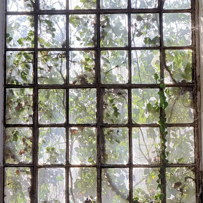 SanDesign Acryl-Verbundplatte - 100 x 250 cm, Lost Place Big Window - Verwittertes Sprossenfenster mit schmutzigem Glas, durch das grünes Laub und eine Ranke zu sehen sind.