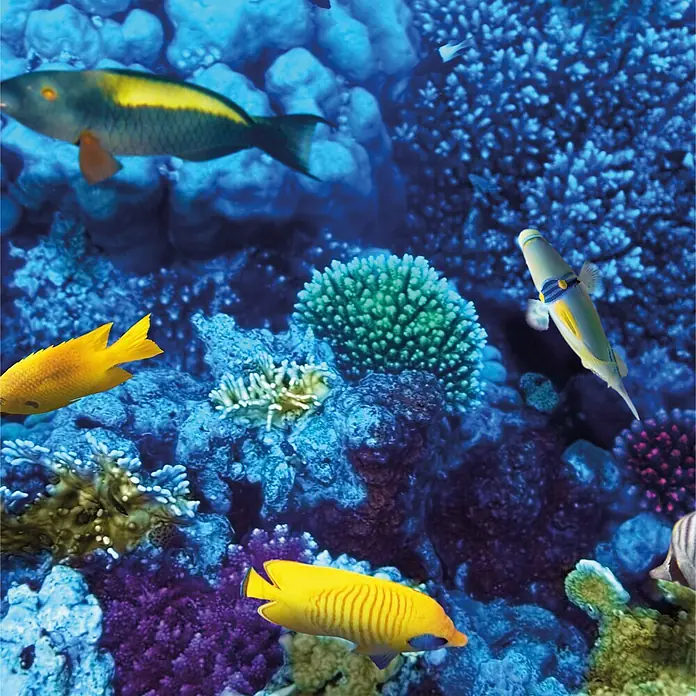 SanDesign Acryl-Verbundplatte - 100 x 250 cm, Coral Reef - Lebendige Unterwasserszene mit bunten Fischen zwischen vielfältigen Korallenformationen.