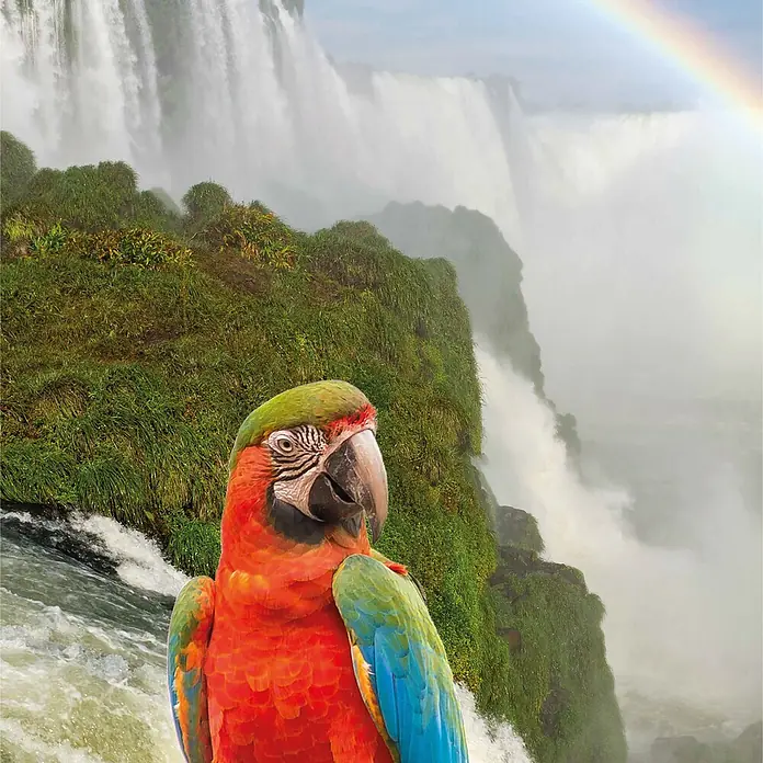SanDesign Alu-Verbundplatte - 100 x 250 cm, Ara - Ein bunter rot, grün und blau gefiederter Papagei vor einem mächtigen Wasserfall mit grüner Vegetation und einem Regenbogen.