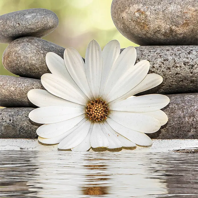 SanDesign Alu-Verbundplatte - 100 x 250 cm, Swimming Daisy - Eine weiße Gänseblümchen vor gestapelten grauen Steinen, im Wasser reflektiert, für eine ruhige und ausgewogene Komposition.