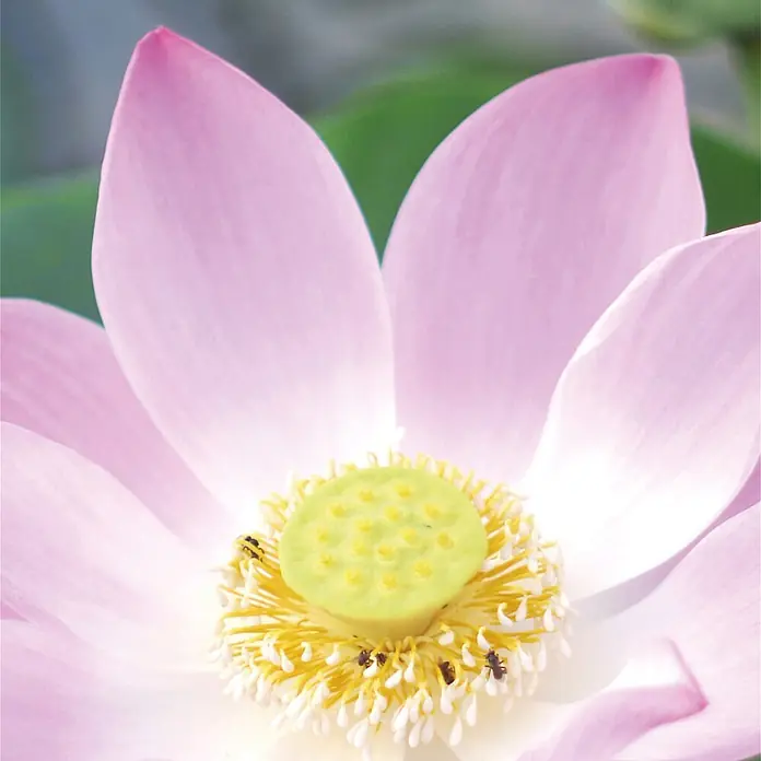 SanDesign Alu-Verbundplatte - 100 x 250 cm, Pink Water Lily - Rosa Lotusblume mit gelb-grünem Fruchtstand und Staubgefäßen, von kleinen Insekten besucht.
