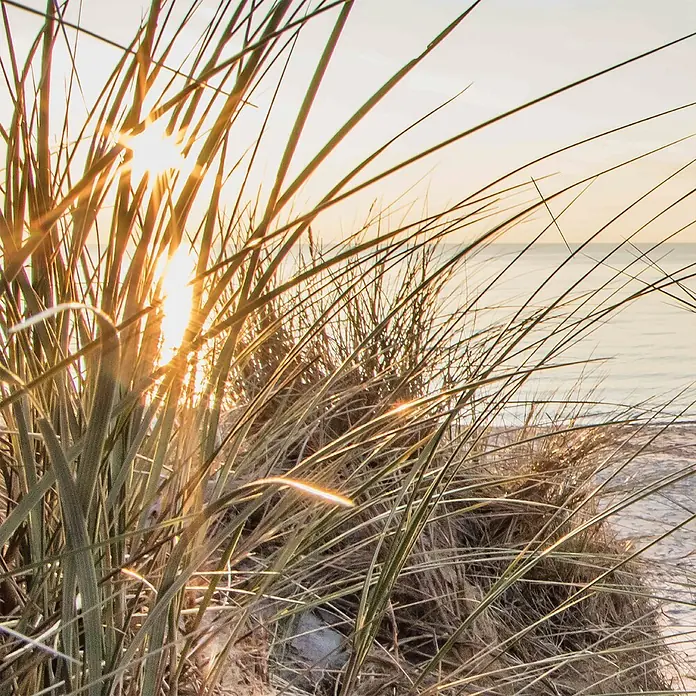 SanDesign Alu-Verbundplatte - 100 x 250 cm, Nordsee Düne 1 - Sonnenstrahlen durch Dünengras am Strand mit Meer im Hintergrund.