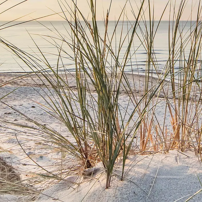 SanDesign Alu-Verbundplatte - 100 x 250 cm, Nordsee Düne 2 - Nahaufnahme von Strandgras auf Sand, mit ruhigem Meer und warmem Himmel im Hintergrund bei Sonnenuntergang.