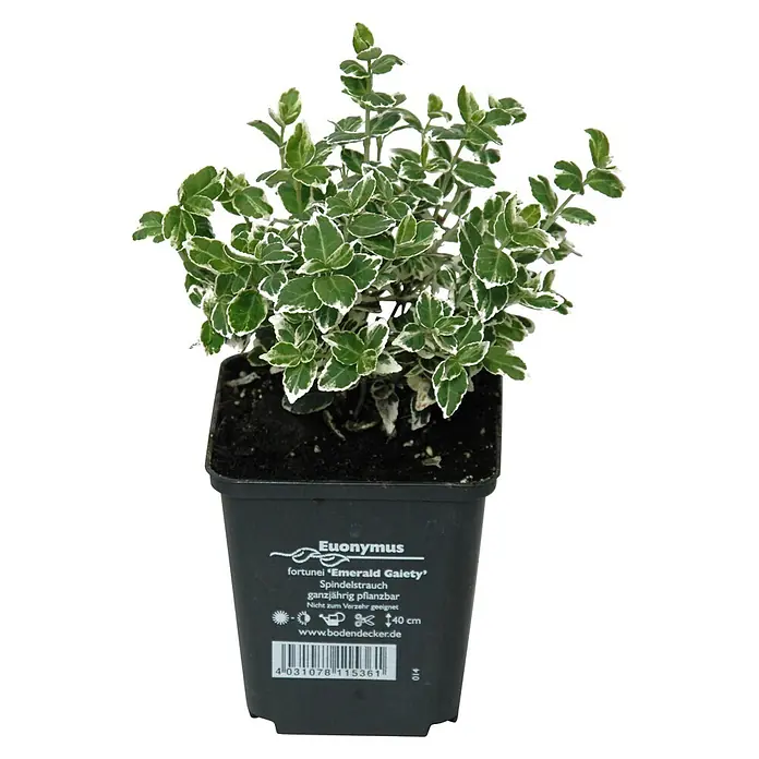 Helix Spindelstrauch - Euonymus fort. 'Emerald Gaiety', Topfgröße: 9 cm, Weiß- grün - Buntblättrige Euonymus fortunei 'Emerald Gaiety' Pflanze im schwarzen Topf.