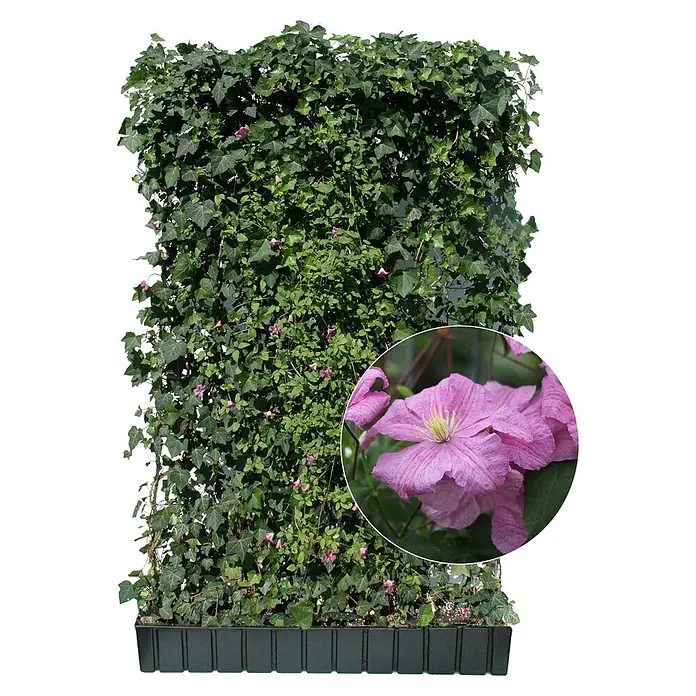 Helix Fertighecke Hecke am laufenden Meter® - Hedera helix 'Woerneri' mit Clematis rosa, 120 x 20 x 180 cm - Vorgewachsene grüne Sichtschutzwand mit Efeu und blühenden pinken Clematis, in einem schwarzen Pflanzgefäß.