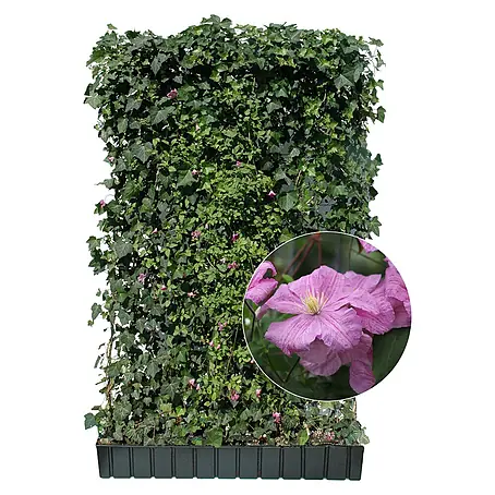 Helix  Fertighecke Hecke am laufenden Meter®