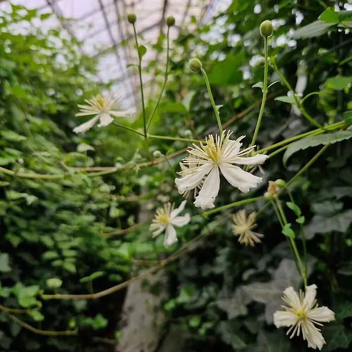 Helix Fertighecke Hecke am laufenden Meter® - Hedera helix 'Woerneri' mit Clematis weiß, 120 x 20 x 180 cm - Weiße, sternförmige Blüten mit gelben Zentren blühen an einer grünen Ranke, mit mehreren geschlossenen Knospen.