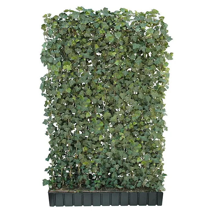 Helix Fertighecke Hecke am laufenden Meter® - Hedera helix 'Woerneri', 120 x 20 x 180 cm - Grüner Efeu-Sichtschutz in schwarzem Rechteckpflanzgefäß für Sichtschutz oder Dekoration.