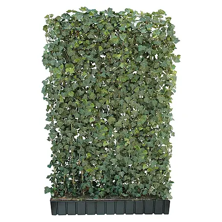Helix  Fertighecke Hecke am laufenden Meter®