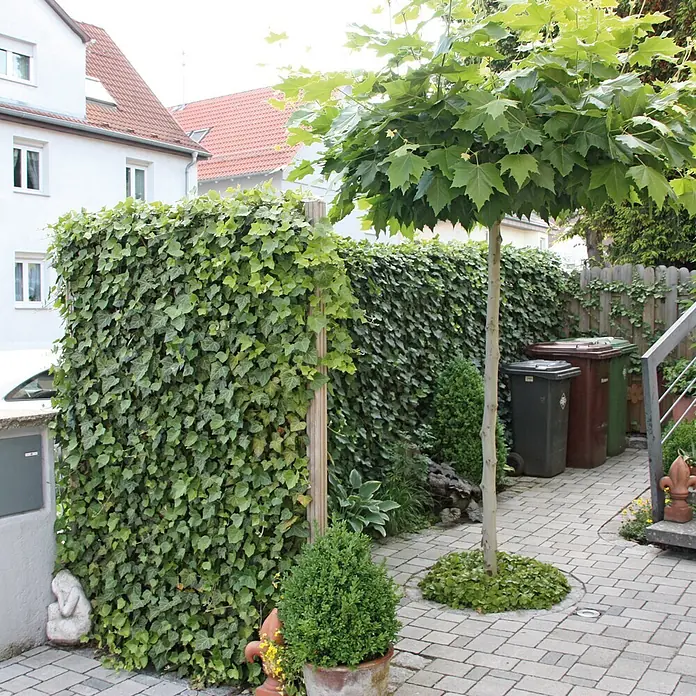Helix Fertighecke Hecke am laufenden Meter® - Hedera helix 'Woerneri', 120 x 20 x 180 cm - Gepflasterter Gartenweg mit dicht bewachsener Efeu-Mauer und jungem Baum mit hellgrünen Blättern. Zusätzliche Pflanzen und Behälter.