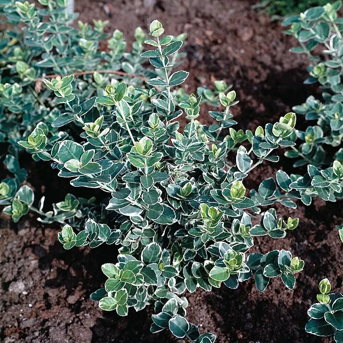 Helix Spindelstrauch - Euonymus fort. 'Emerald Gaiety', Topfgröße: 9 cm, Weiß- grün - Buntblättrige Pflanze mit dunkelgrünen Blättern und weißem Rand, die in dunkler Erde wächst.