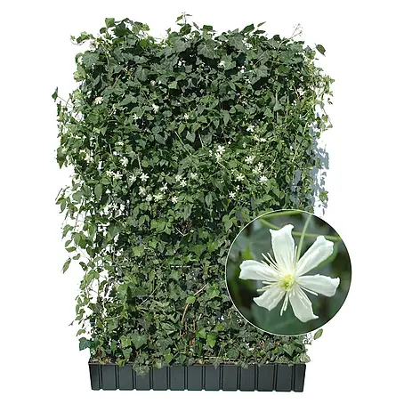 Helix  Fertighecke Hecke am laufenden Meter®