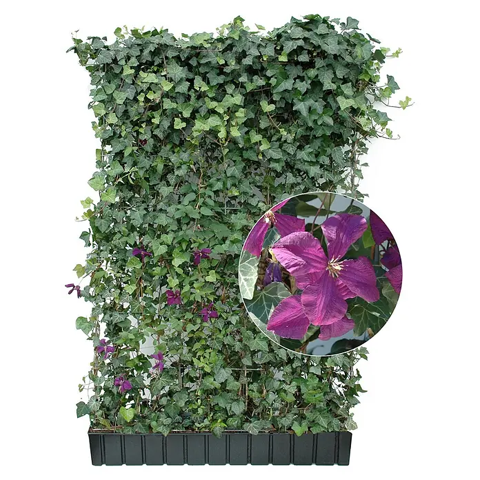 Helix Fertighecke Hecke am laufenden Meter® - Hedera helix 'Woerneri' & Clematis violett, 120 x 20 x 180 cm - Grüne Efeupflanzenwand mit lila Clematisblüten in schwarzem Pflanzgefäß. Eine Nahaufnahme zeigt eine leuchtend lila Blüte.