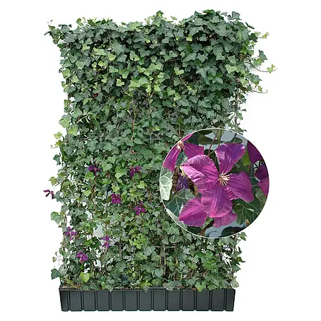 Helix  Fertighecke Hecke am laufenden Meter®