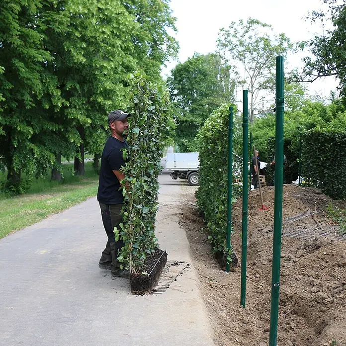 Helix Fertighecke Hecke am laufenden Meter® - Hedera helix 'Woerneri', 120 x 20 x 205 cm - Vorgezogene grüne Efeuheckenplatte als lebender Zaun installiert.