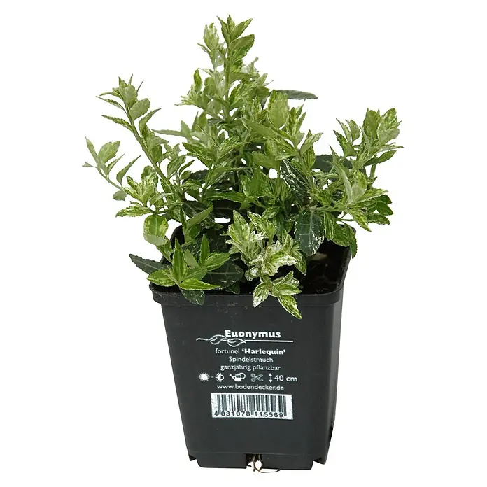Helix Spindelstrauch - Euonymus fort. 'Harlequin', Topfgröße: 9 cm, Weiß-Grün - Panaschierter Euonymus fortunei 'Harlequin' Spindelstrauch mit grün-weißen Blättern in einem schwarzen Plastiktopf.