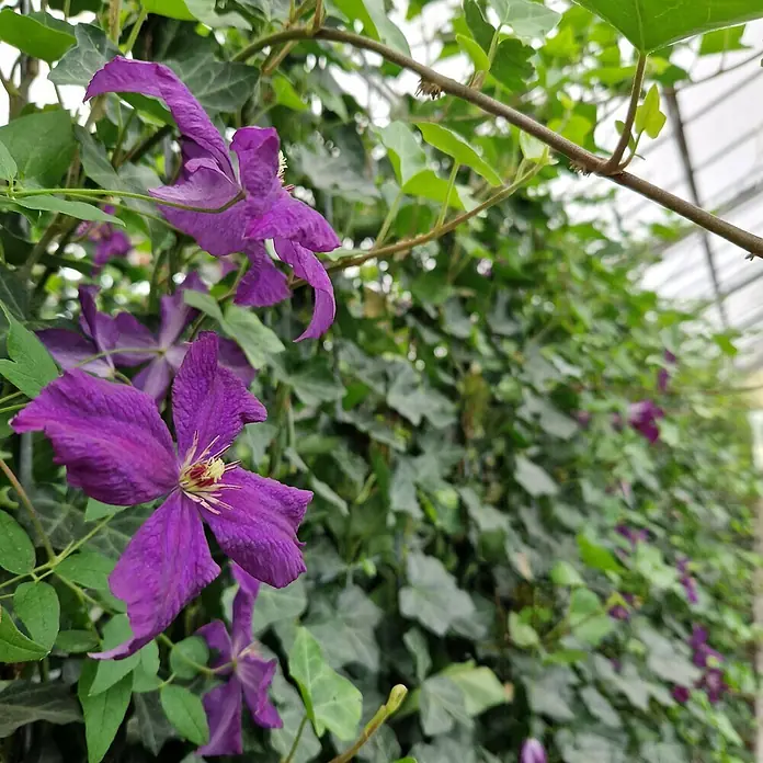Helix Fertighecke Hecke am laufenden Meter® - Hedera helix 'Woerneri' & Clematis violett, 120 x 20 x 180 cm - Lebendige violette Clematisblüten mit gelben Zentren, die zwischen üppig grünen Blättern klettern.
