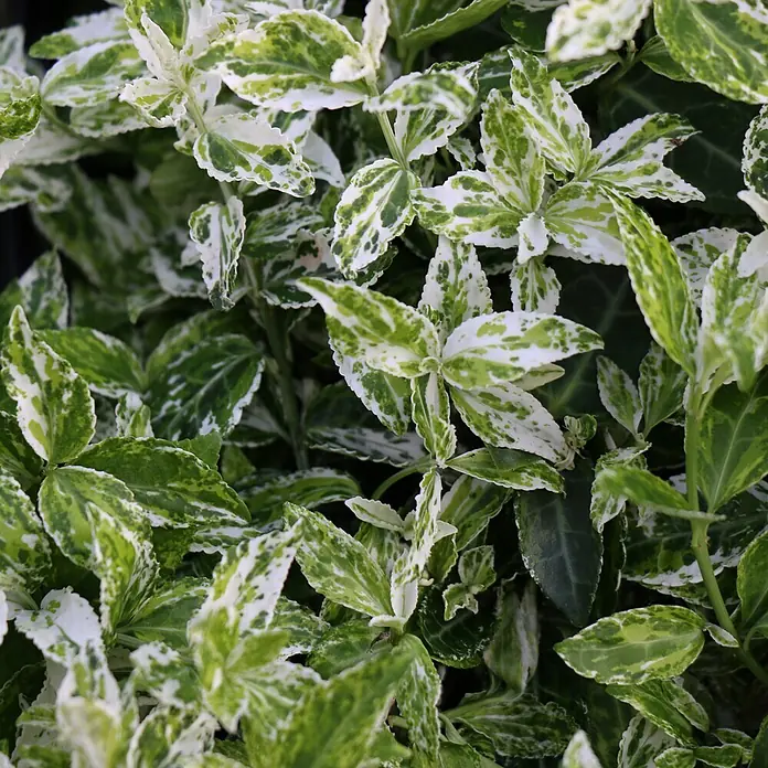 Helix Spindelstrauch - Euonymus fort. 'Harlequin', Topfgröße: 9 cm, Weiß-Grün - Lebhaft grün-weiß panaschiertes Laub mit markanten Mustern.