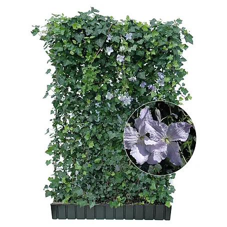 Helix  Fertighecke Hecke am laufenden Meter®