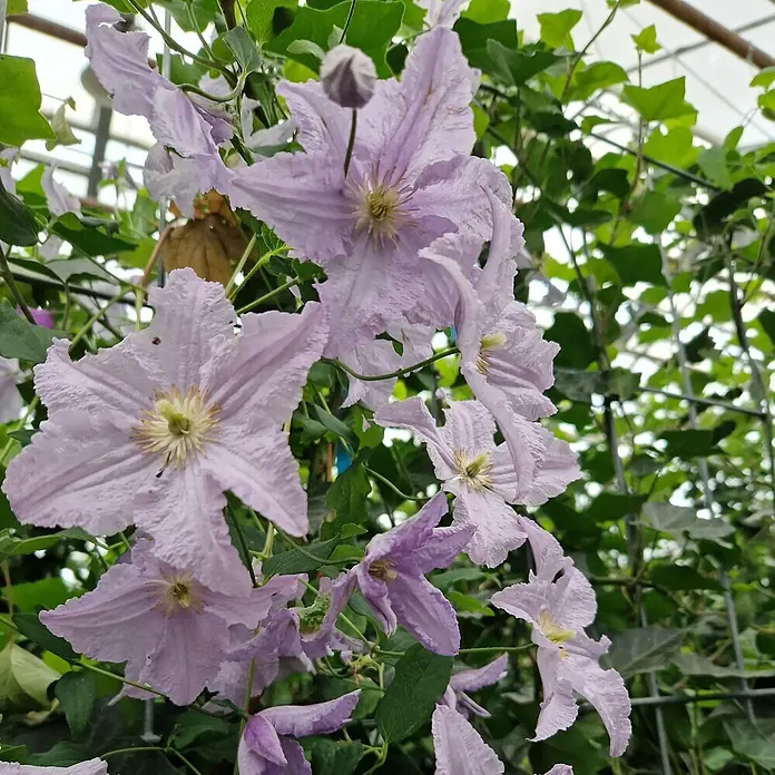 Helix Fertighecke Hecke am laufenden Meter® - Hedera helix 'Woerneri' mit Clematis rosa, 120 x 20 x 180 cm - Hellviolette sternförmige Clematisblüten in voller Blüte, mit einer Knospe, kletternd.