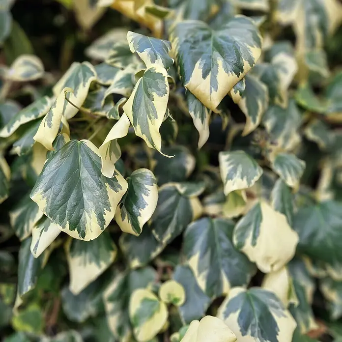 Helix Fertighecke Hecke am laufenden Meter® - Hedera colchica 'Dentata Variegata', 120 x 20 x 180 cm - Grüne und cremefarbene panaschierte Efeublätter.