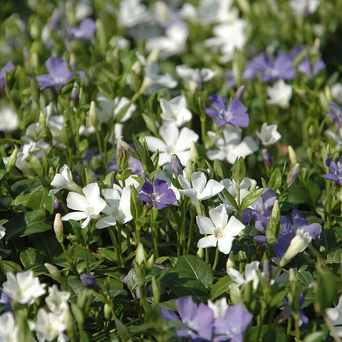 Helix Kleinblättriges Immergrün - Vinca minor 'Bavaria'®, Topfgröße: 13 cm, Blau/Weiß - Weiße und lila Immergrünblüten in grünem Laub.