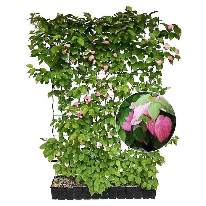 Helix Fertighecke Hecke am laufenden Meter® - Actinidia kolomikta 'Dr. Szymanowski', 120 x 20 x 180 cm - Buntblättrige Kletterpflanze mit grünen und rosa Blättern an einem Spalier in einer Anzuchtschale.