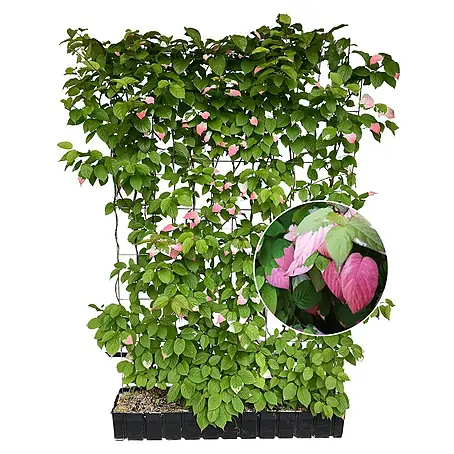 Helix  Fertighecke Hecke am laufenden Meter®