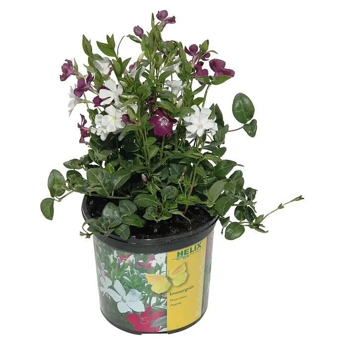 Helix Kleinblättriges Immergrün - Vinca minor 'Austria'®, Topfgröße: 13 cm, Rot/Weiß - Topfpflanze mit grünen Blättern, weißen und violetten Vinca-Blüten und einem etikettierten Topf.
