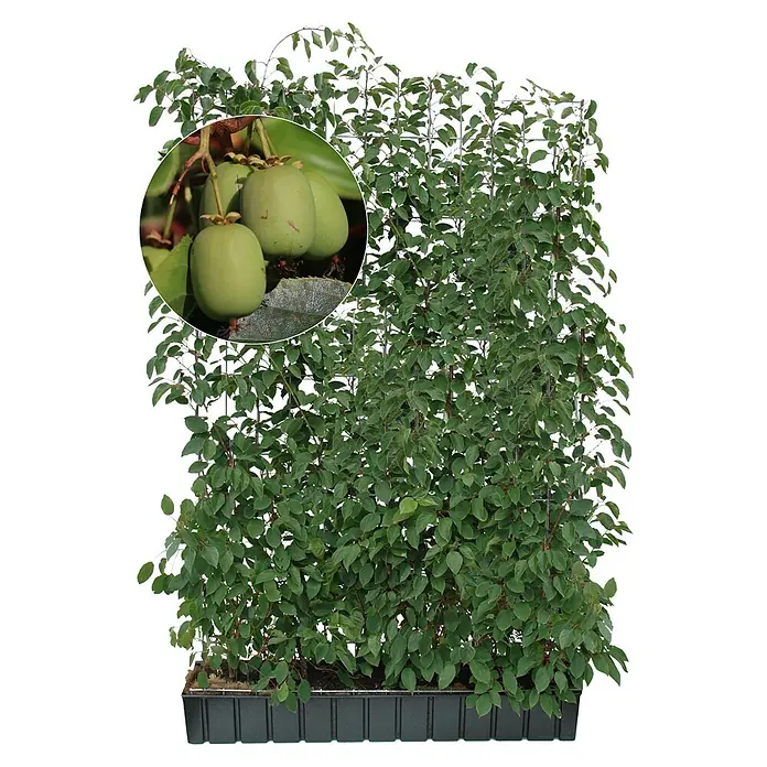 Helix Fertighecke Hecke am laufenden Meter® - Actinidia arguta Geneva, 120 x 20 x 180 cm - Grüne Kletterpflanze mit Spalier in Pflanzschale. Einsatz zeigt kleine, unreife grüne Früchte.