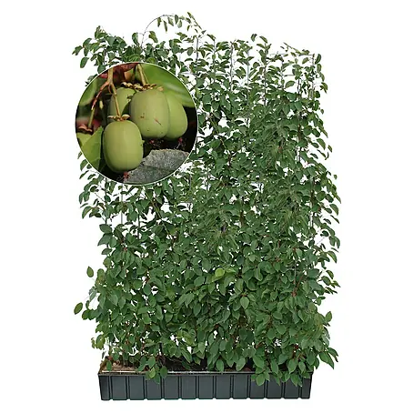 Helix  Fertighecke Hecke am laufenden Meter®
