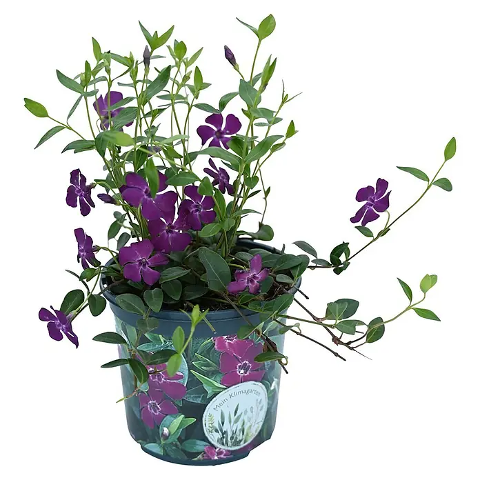 Helix Kleinblättriges Immergrün - Vinca minor 'Atropurpurea', Topfgröße: 13 cm - Topfpflanze mit leuchtend violetten Blüten und grünem Laub.