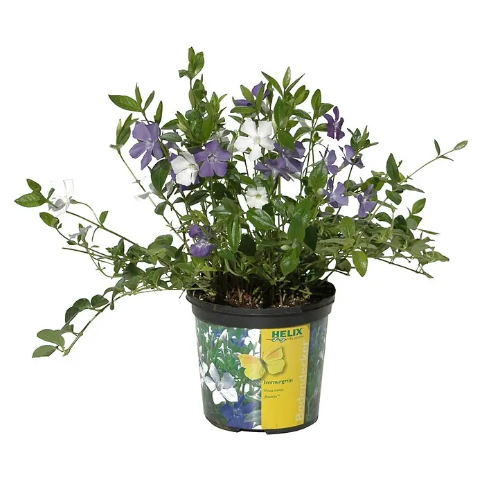 Helix Kleinblättriges Immergrün - Vinca minor 'Bavaria'®, Topfgröße: 13 cm, Blau/Weiß - Topf-Vinca minor mit grünen Blättern und gemischten violetten und weißen Blüten. Schwarzer Topf mit farbigem Etikett.