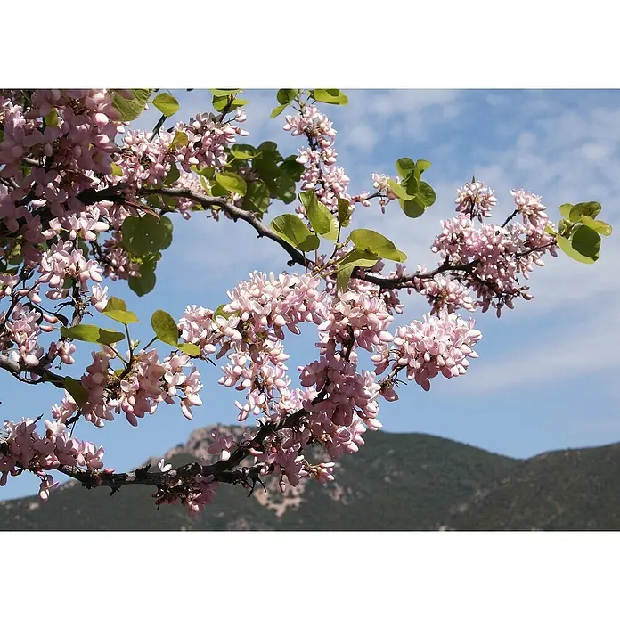 Saflax Blumensamen - Cercis siliquastrum - Nahaufnahme von rosa Blüten an Ästen vor blauem Himmel mit fernen Bergen.