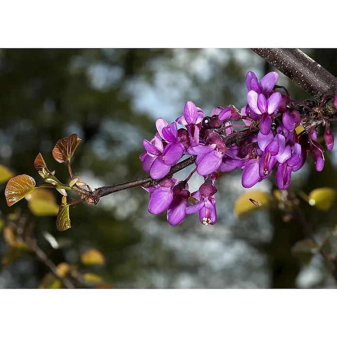 Saflax Blumensamen - Cercis siliquastrum - Nahaufnahme eines Zweiges mit leuchtend violetten Blüten und kleinen, rötlich-grünen austreibenden Blättern.
