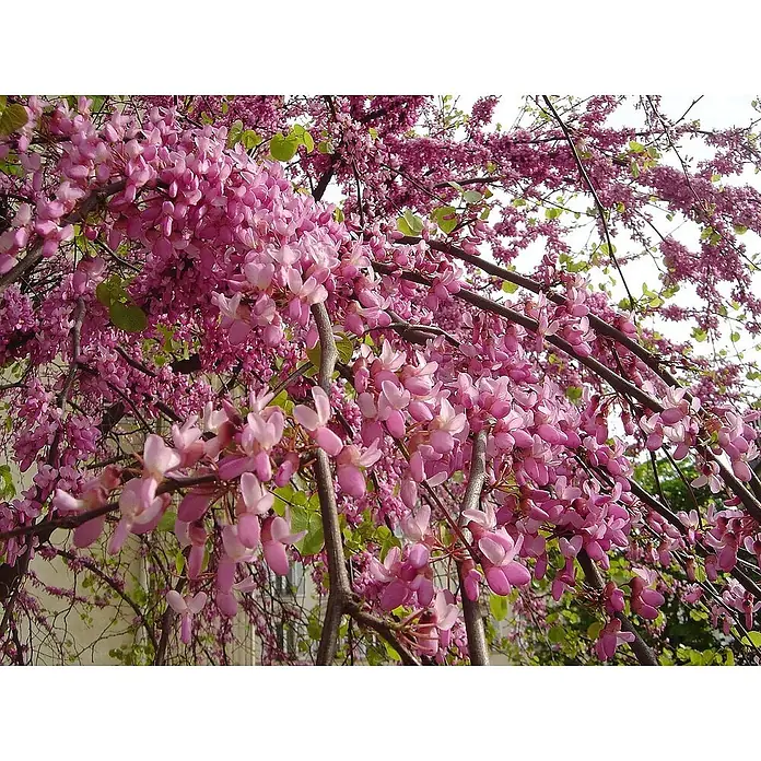 Saflax Blumensamen - Cercis siliquastrum - Üppige rosa Blüten bedecken die Zweige eines blühenden Baumes und zeigen lebendige Frühlingsfarben.
