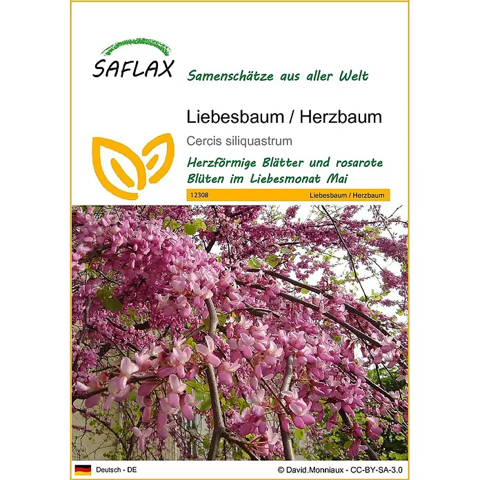 Saflax Blumensamen - Cercis siliquastrum - SAFLAX Samenpackung für Liebesbaum (Cercis siliquastrum) mit rosaroten Blüten und herzförmigen Blättern.