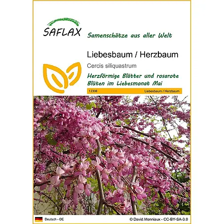Saflax  Blumensamen