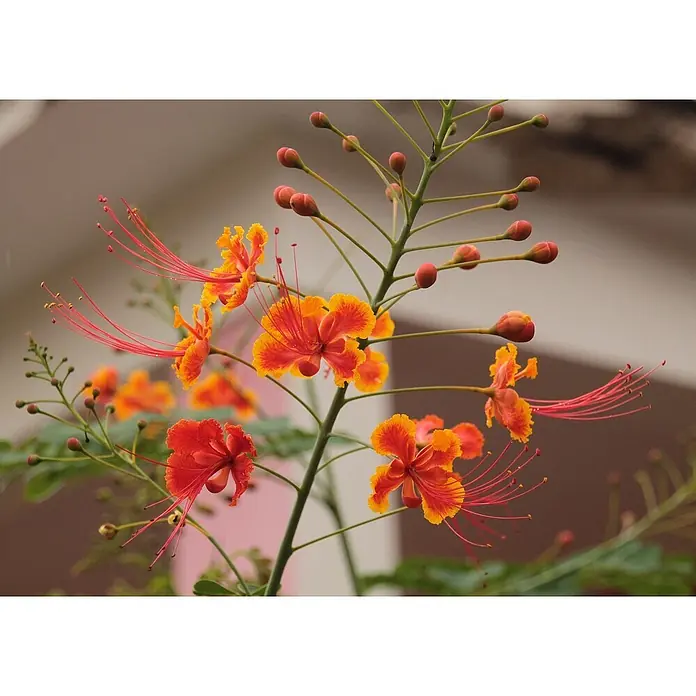 Saflax Blumensamen - Caesalpinia pulcherrima - Lebendige orange-rote Blüten mit langen Staubfäden und Knospen an einem grünen Stiel.