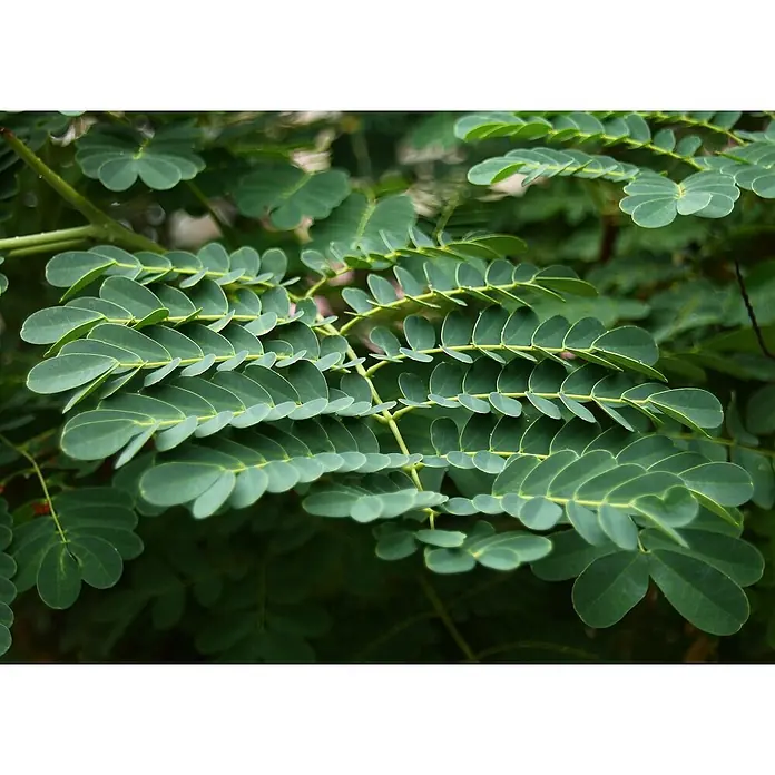 Saflax Blumensamen - Caesalpinia pulcherrima - Hellgrüne Blätter mit kleinen, runden Fiederblättchen, die in ordentlichen Reihen an mehreren Stielen angeordnet sind.