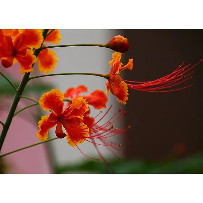 Saflax Blumensamen - Caesalpinia pulcherrima - Leuchtend orange-rote Blüten mit langen, zarten roten Staubblättern an einem Stiel.