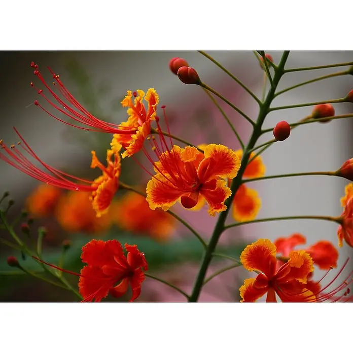 Saflax Blumensamen - Caesalpinia pulcherrima - Leuchtende rot-orange Pfauenblumen mit langen roten Staubfäden und Knospen an einem grünen Stiel.