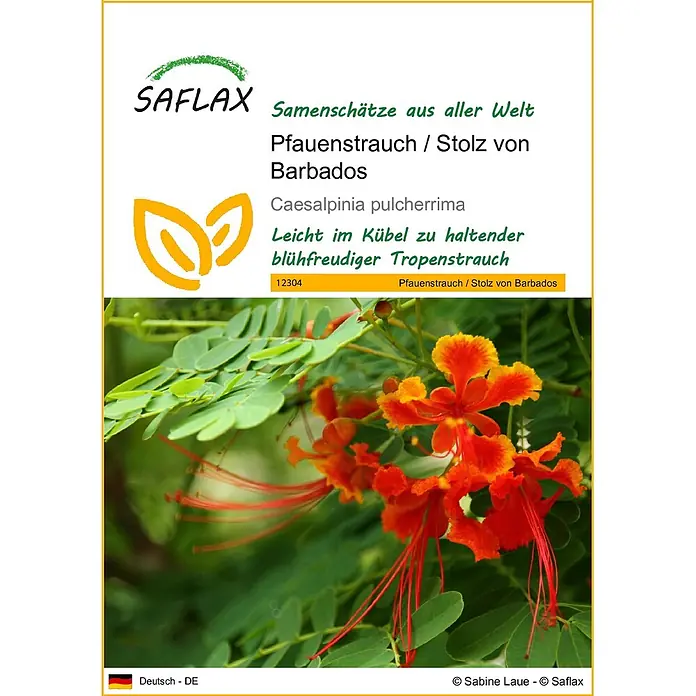 Saflax Blumensamen - Caesalpinia pulcherrima - Lebendige orange-rote Blüten des Pfauenstrauchs / Stolz von Barbados, ein pflegeleichter Tropenstrauch.