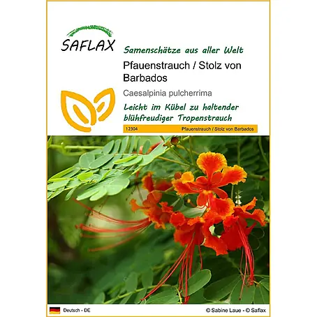 Saflax  Blumensamen