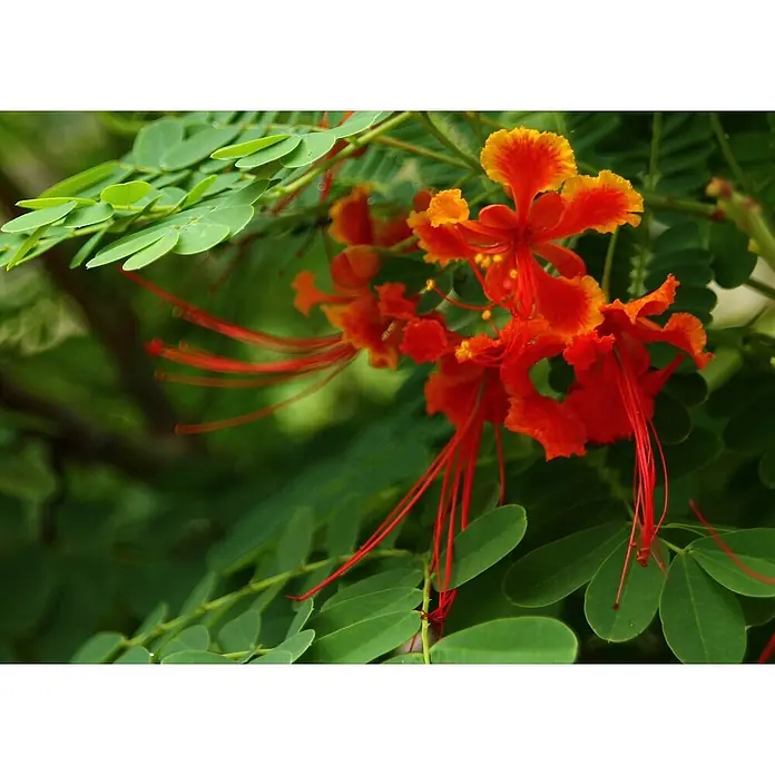 Saflax Blumensamen - Caesalpinia pulcherrima - Nahaufnahme leuchtend rot-oranger Tropenblumen mit langen roten Staubfäden, umgeben von grünen Blättern.