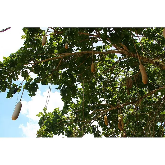 Saflax Blumensamen - Kigelia pinnata var. africana - Wurstbaum (Kigelia africana) mit seinen länglichen, braunen, wurstförmigen Früchten, die von Ästen vor blauem Himmel hängen.