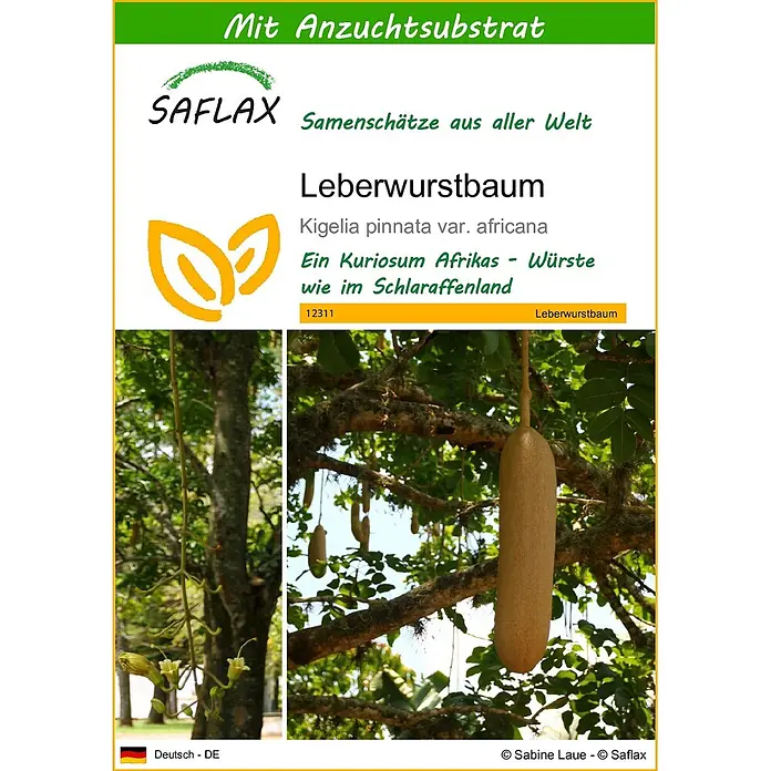 Saflax Blumensamen - Kigelia pinnata var. africana - SAFLAX Samenpaket für Leberwurstbaum (Kigelia pinnata) mit Anzuchtsubstrat. Zeigt Baum und charakteristische Früchte.