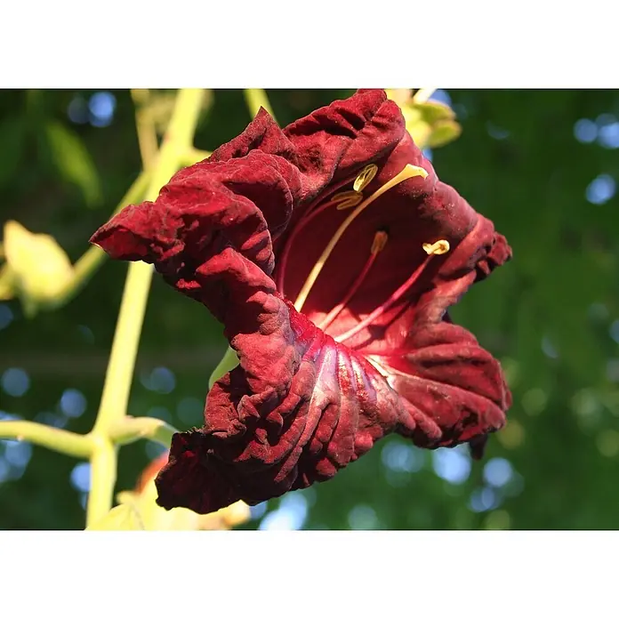 Saflax Blumensamen - Kigelia pinnata var. africana - Nahaufnahme einer samtigen, dunkelroten Trichterblüte mit gelben Staubblättern, im natürlichen Licht blühend.