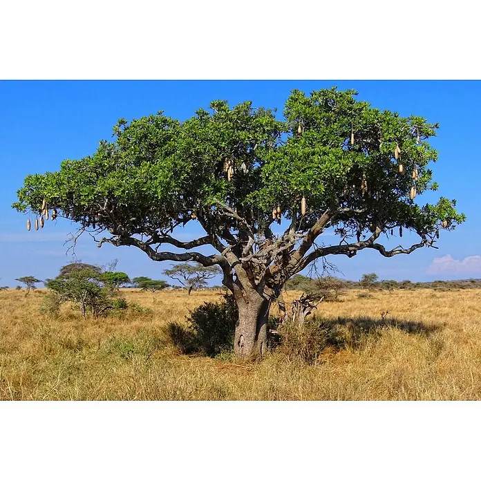 Saflax Blumensamen - Kigelia pinnata var. africana - Ein großer Leberwurstbaum (Kigelia africana) in der Savanne, beladen mit länglichen, wurstförmigen Früchten.